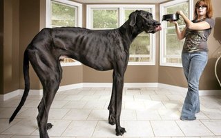 Maailman suurin koira