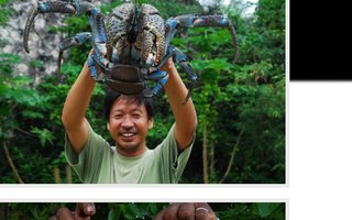 Huge Robber Crabs From Christmas Islands | And you thought they can&#039;t grow this much?