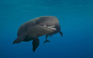 Smiling whale | The picture was taken by 60-year-old photographer Doug Perrine in Hawaii, in the waters just off the coast of Kona. False killer whale seems to be always laughing.
