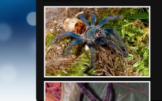 Recently Discovered High-Colored Tarantula | Nature always has a surprise for us...