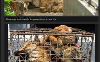 Inside South Korean Dog Meat Trade