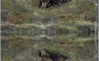 Suomalainen karhu | suomalainen villi karhu ihailee itsensä peilikuvaa järvestä dailymailin jutussa