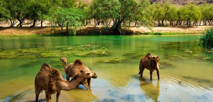 Salalah – the jungle in the middle of the desert | Salalah – Oman city known worldwide for its amazing climate. For several months a year the desert is transformed into a tropical jungle.