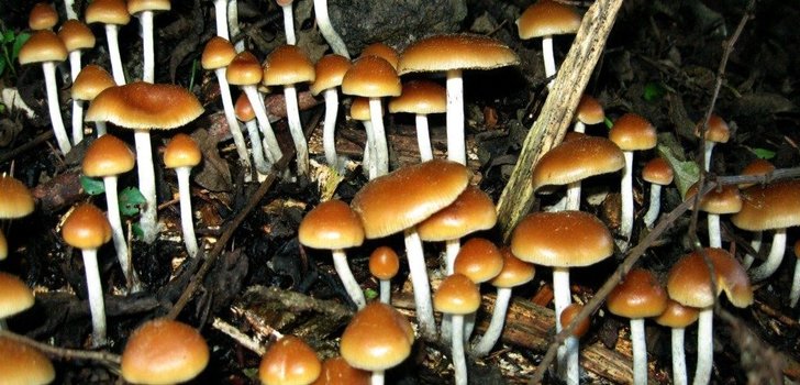 Magic mushrooms appear to ease long-term depression, studies find | Magic mushrooms, the illegal drug long touted in popular circles for its &#039;mind-freeing&#039; capabilities, might one day have some real benefits for people with severe depression.